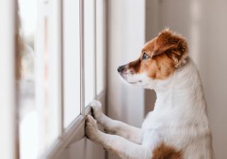 perro solo en casa