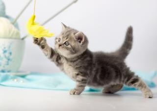 etapas de la vida del gato