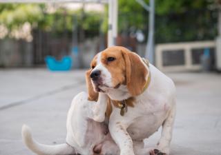 desparasitación en perros