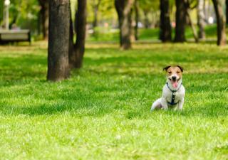 procesionaria en perros