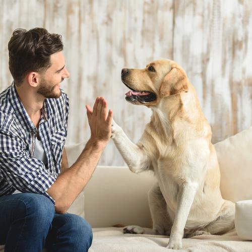 Cómo enseñar a mi perro a obedecer