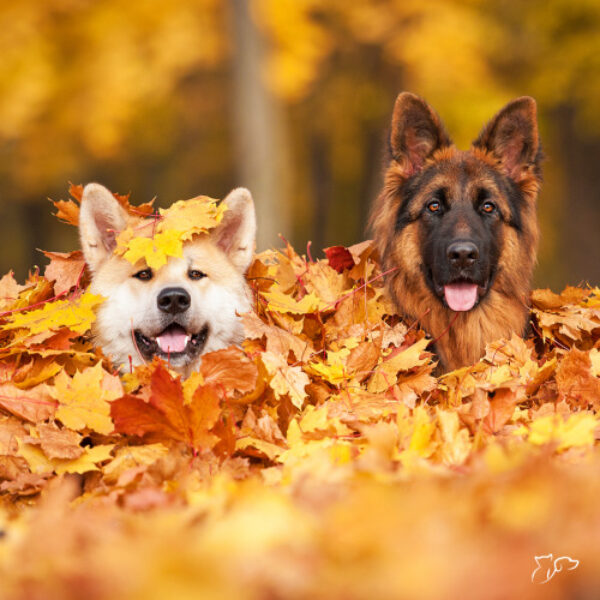 22_novembro_-_ig_sem_texto