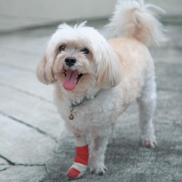 25_maio_sabe_como_prevenir_lessoes