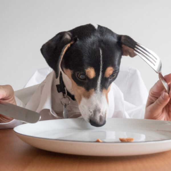 cambio-de-dieta-en-perros