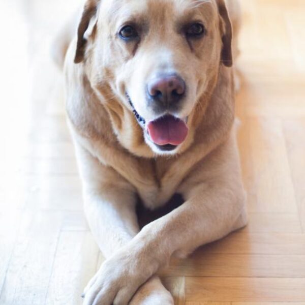 labrador-5549_0
