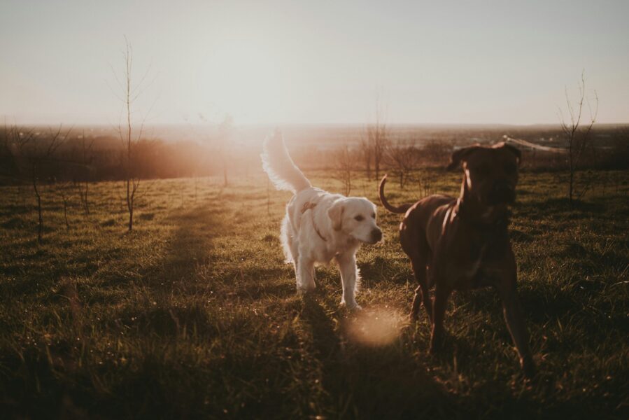 maeva-vigier-oqILaJNhba8-unsplash