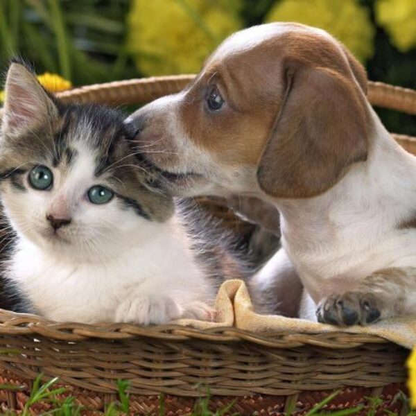 perros_y_gatos