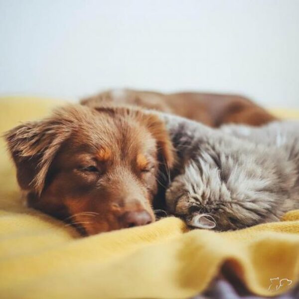 sb-content-hub-2cjb2hirwckwdzedeo6v_cute_26_1