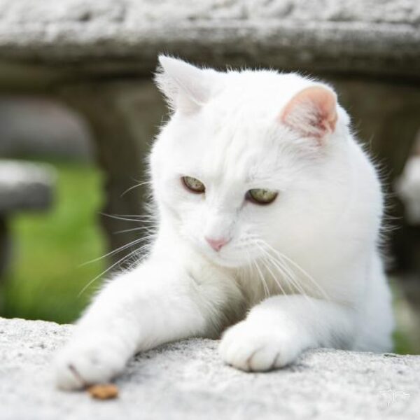 sb-content-hub-a9cmmhxmtnsosq4d5ydn_a60i1432_copie