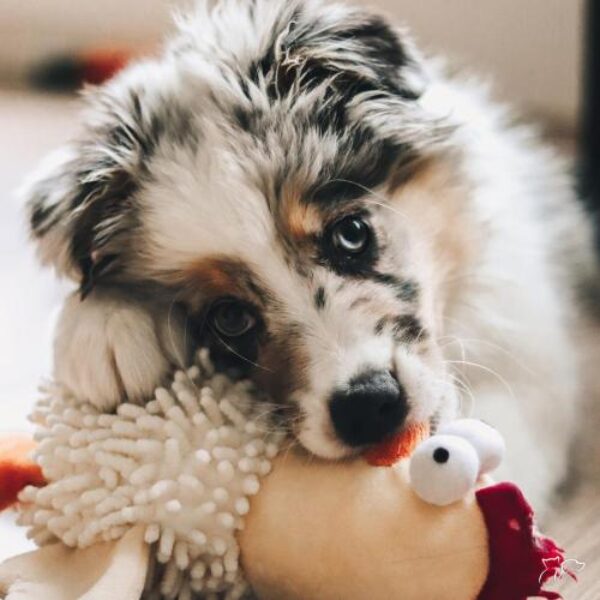 sb-content-hub-djxprhsfq7stuxakiy8f_cute_12