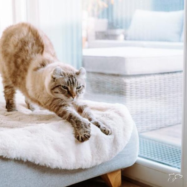 sb-content-hub-xcabub1bticylna747vv_cute_37