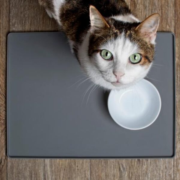 shutterstock_1746966491