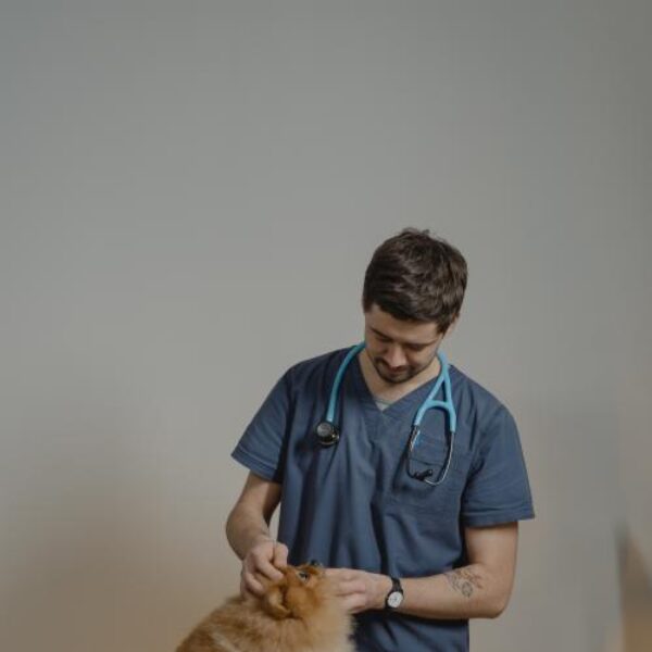 vet